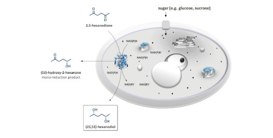 Biotransformations