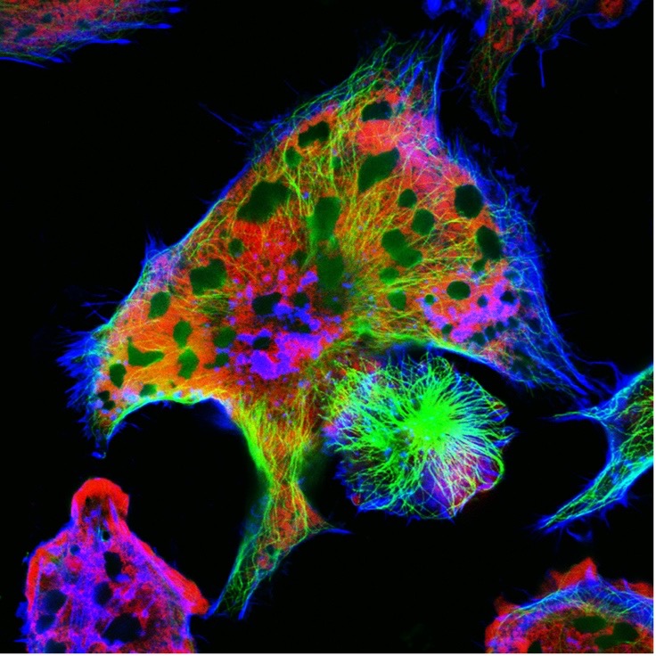 Fluorescence Markers